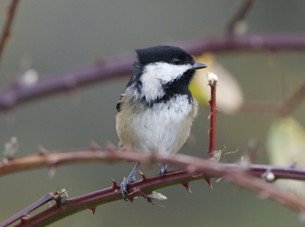 Black-capped Chickadee - ML646866485