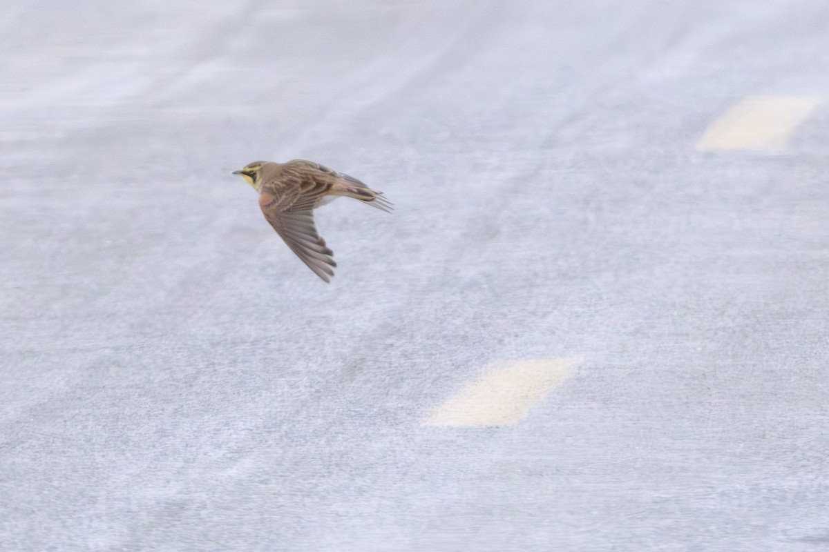 Alondra Cornuda - ML646866487