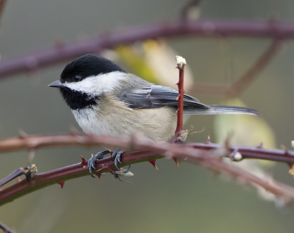 Black-capped Chickadee - ML646866488