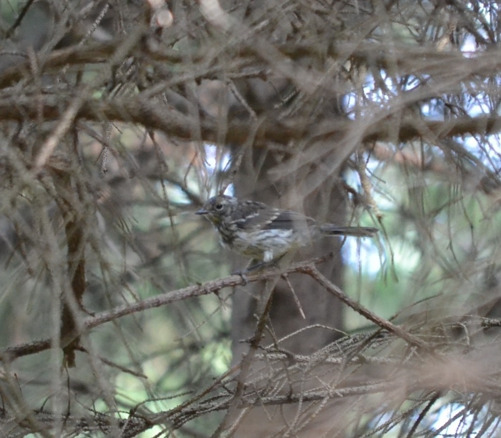 Yellow-rumped Warbler - ML646866489