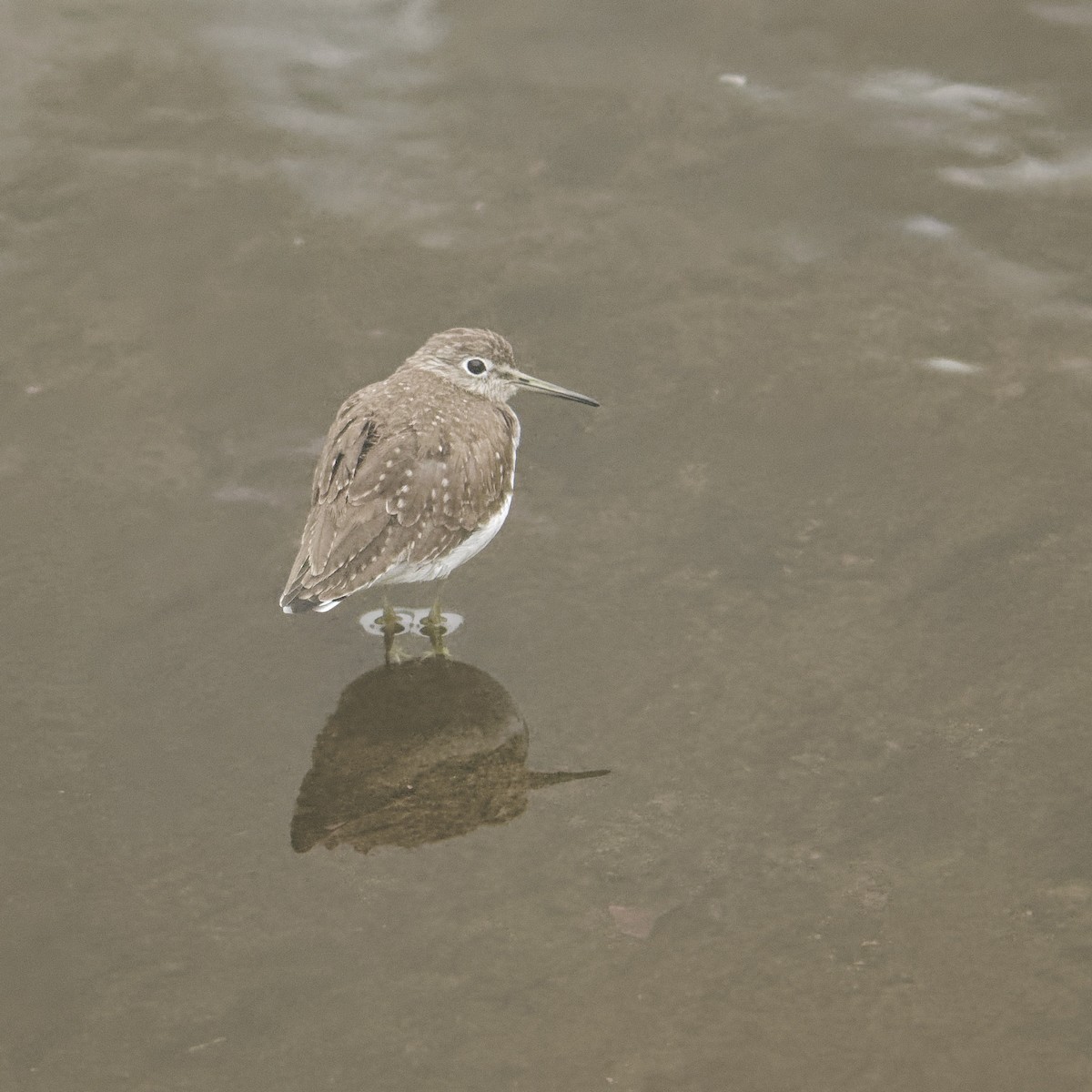 Коловодник малий - ML646866490