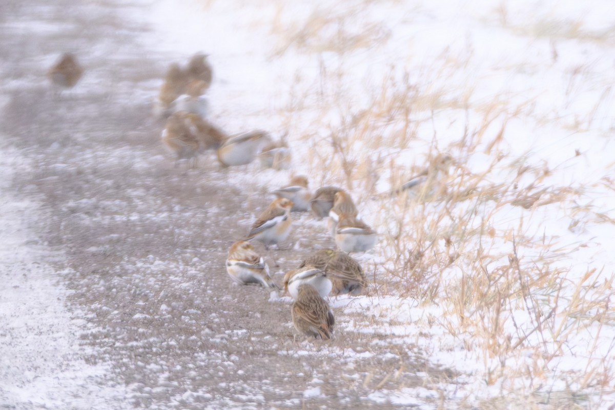Snow Bunting - ML646866493