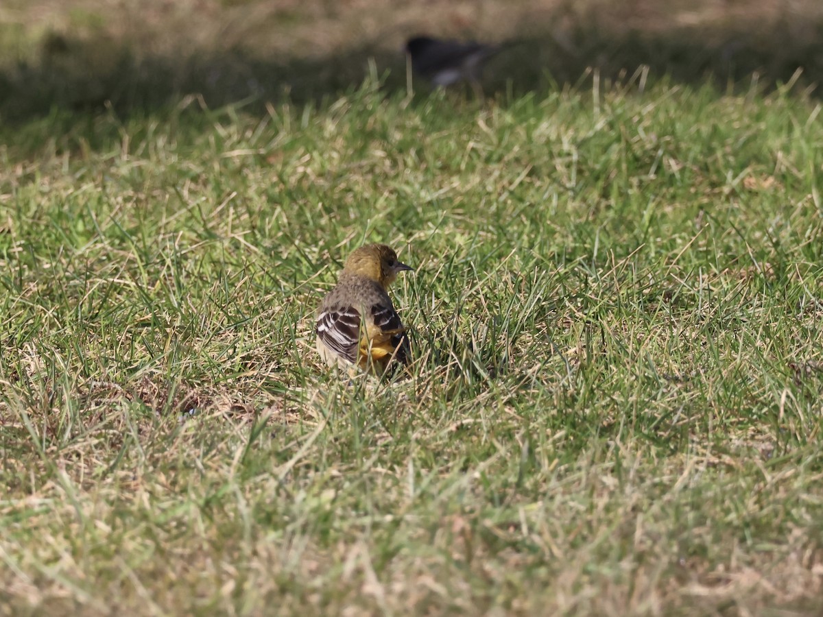 Балтиморский трупиал - ML646866496