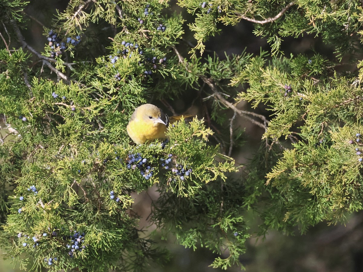 Балтиморский трупиал - ML646866497