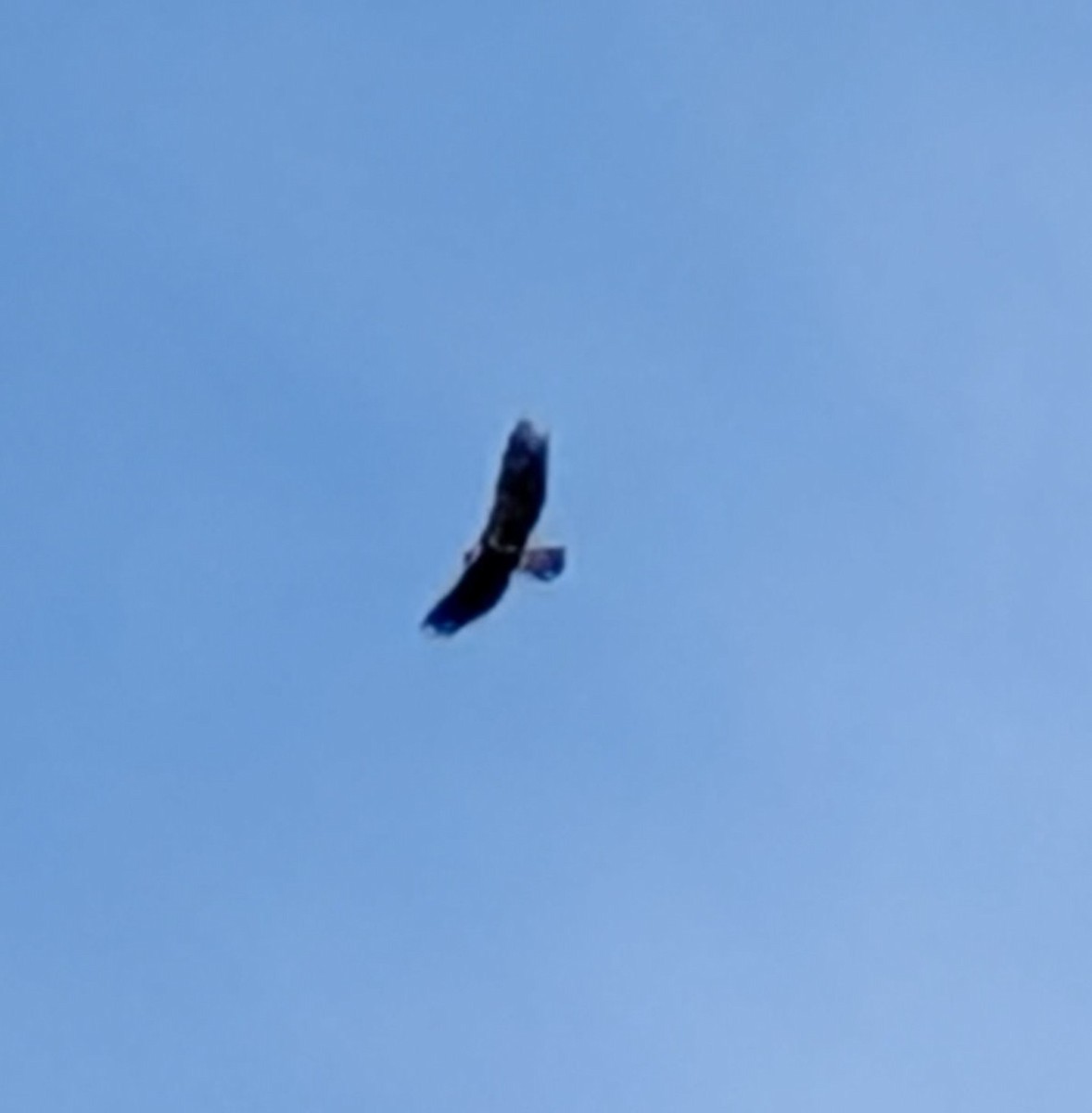 Golden Eagle - ML646866498