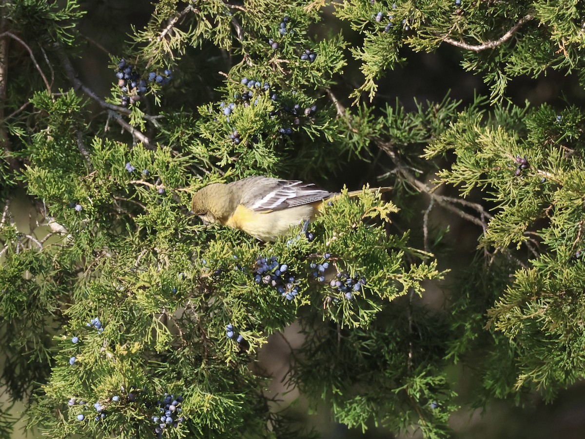 Балтиморский трупиал - ML646866499