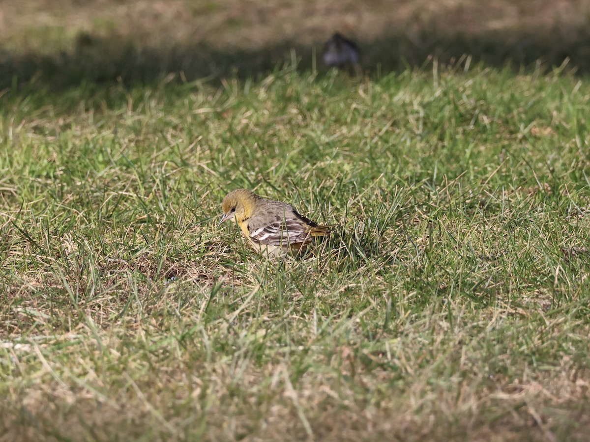 Балтиморский трупиал - ML646866500