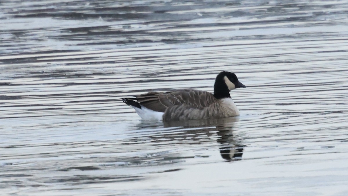 Харлаг галуу - ML646866501