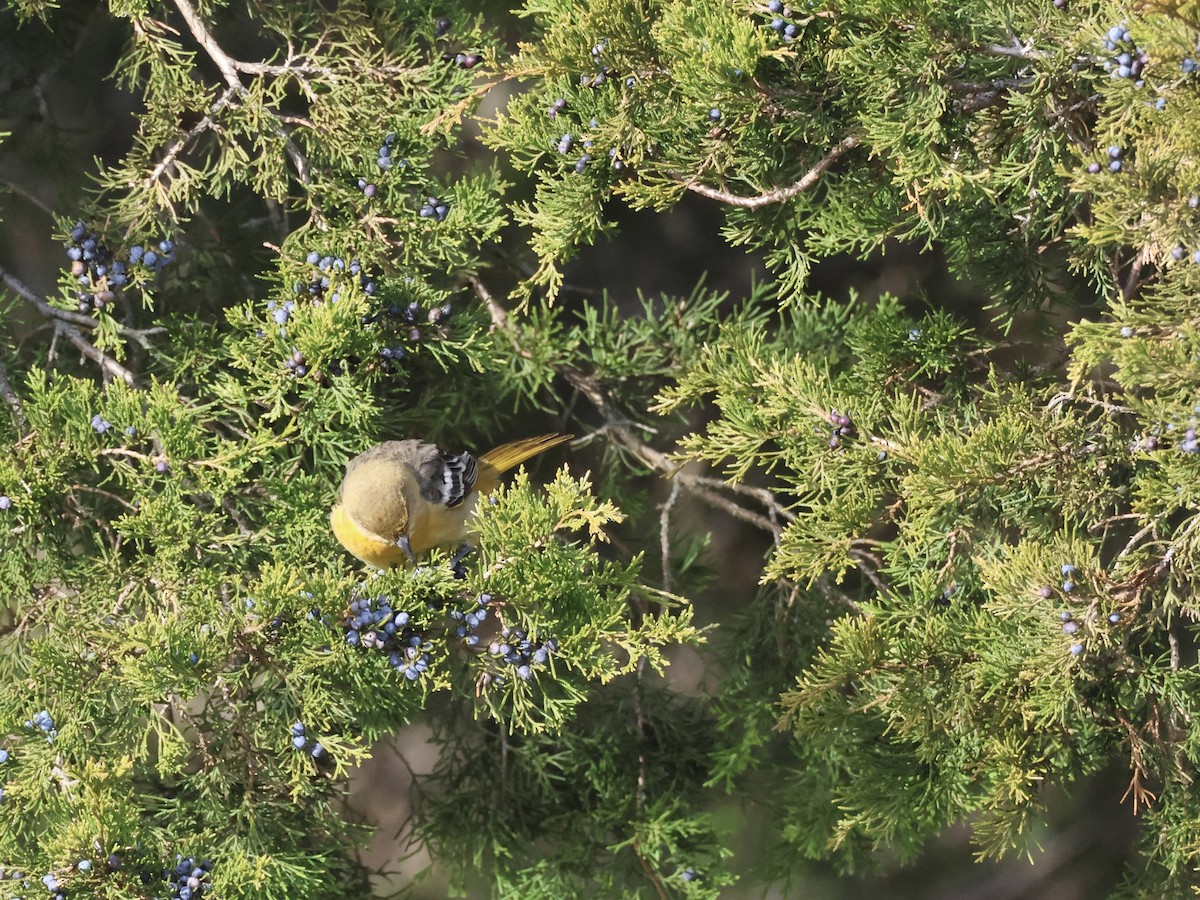 Балтиморский трупиал - ML646866502