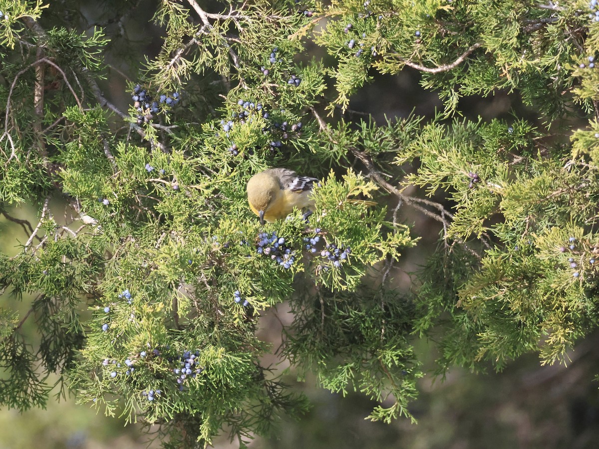 Балтиморский трупиал - ML646866503