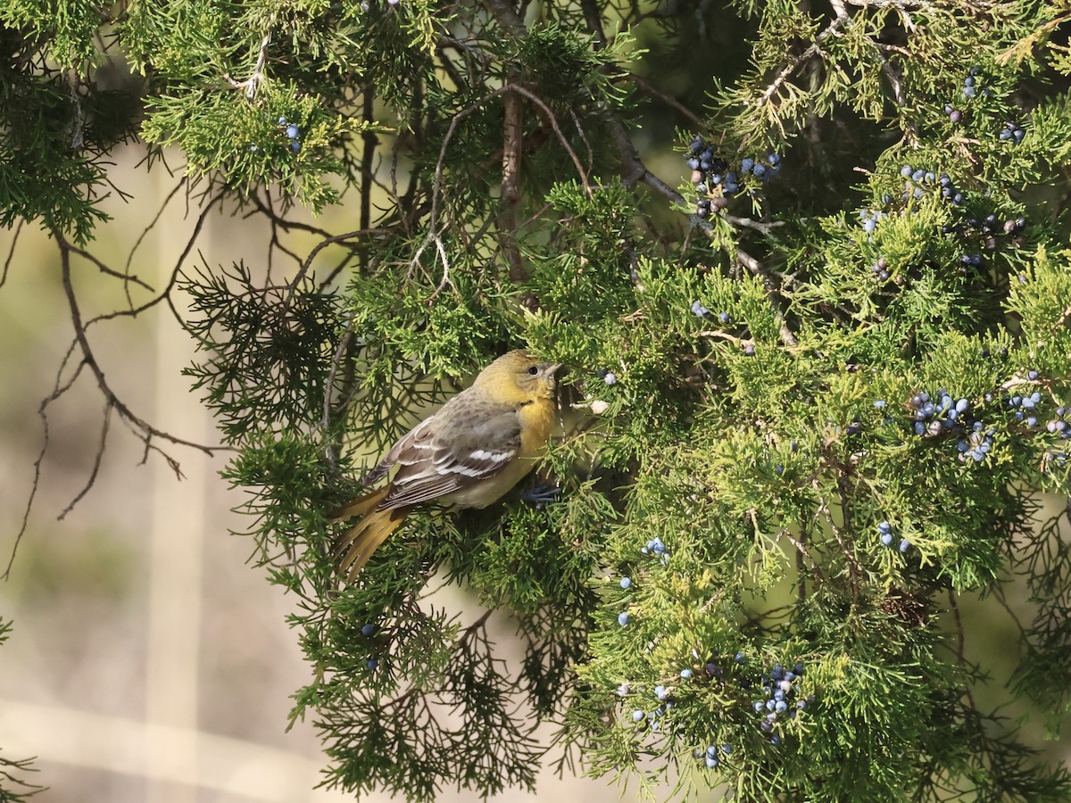 Балтиморский трупиал - ML646866504