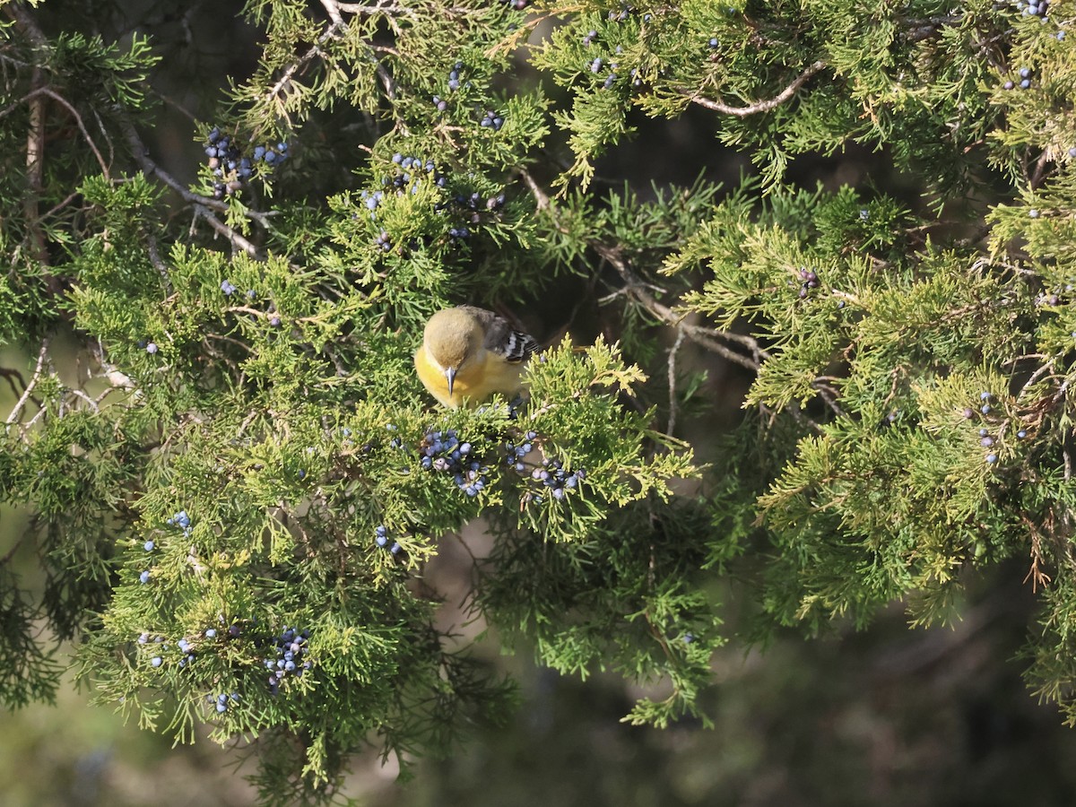 Балтиморский трупиал - ML646866505