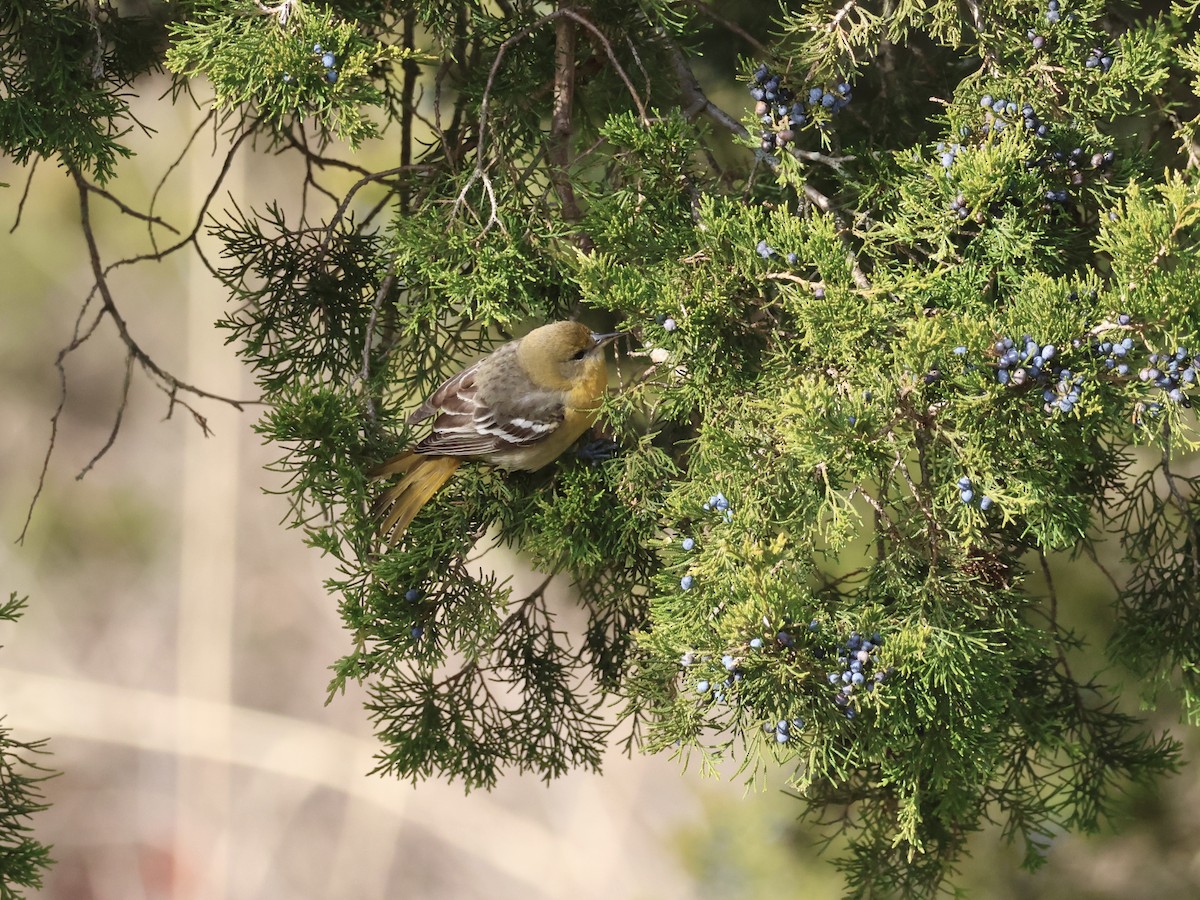 Балтиморский трупиал - ML646866506