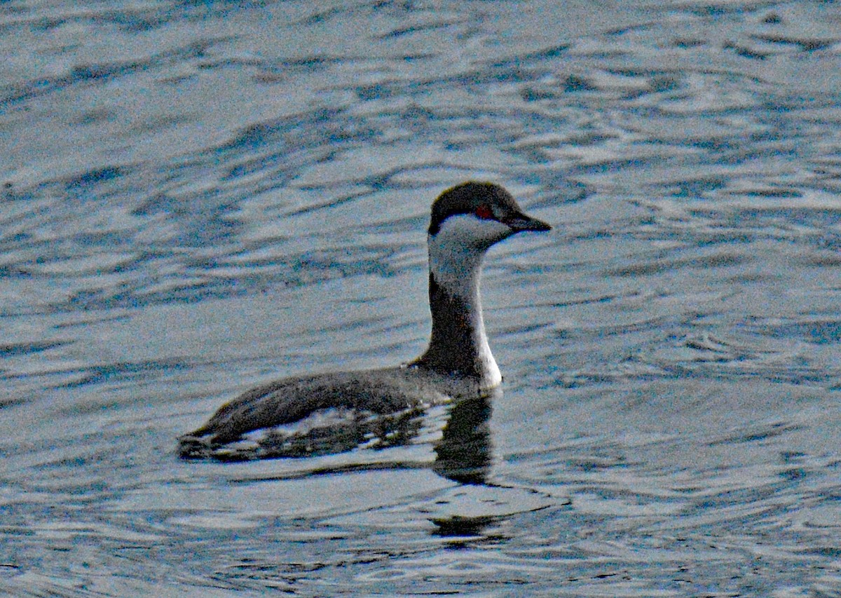 Красношейная поганка - ML646866508