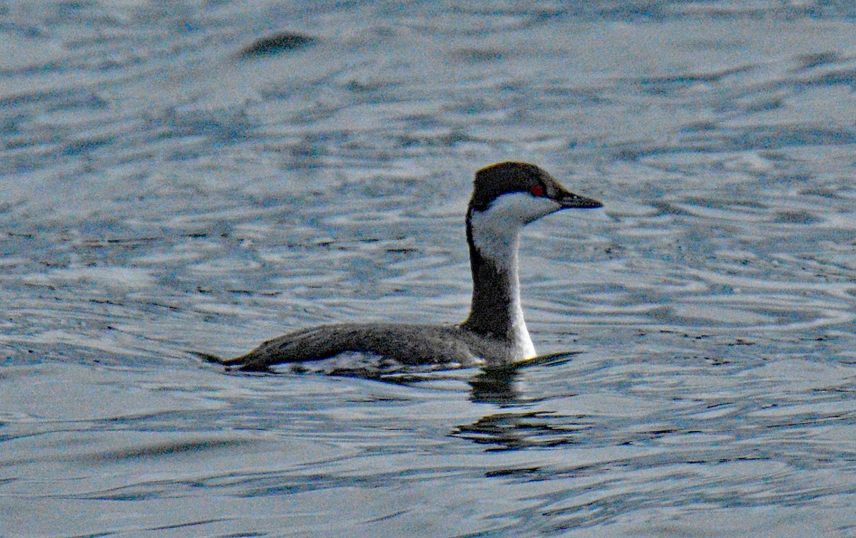 Красношейная поганка - ML646866509