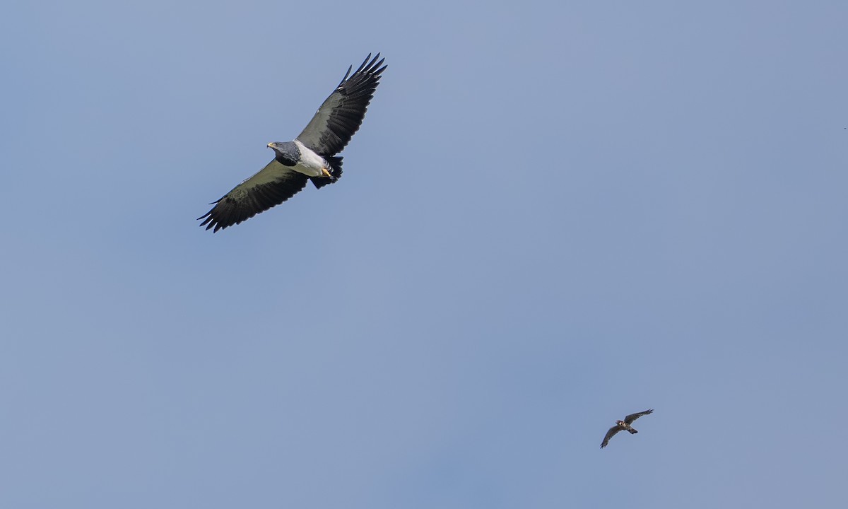 Агуйя - ML646866510