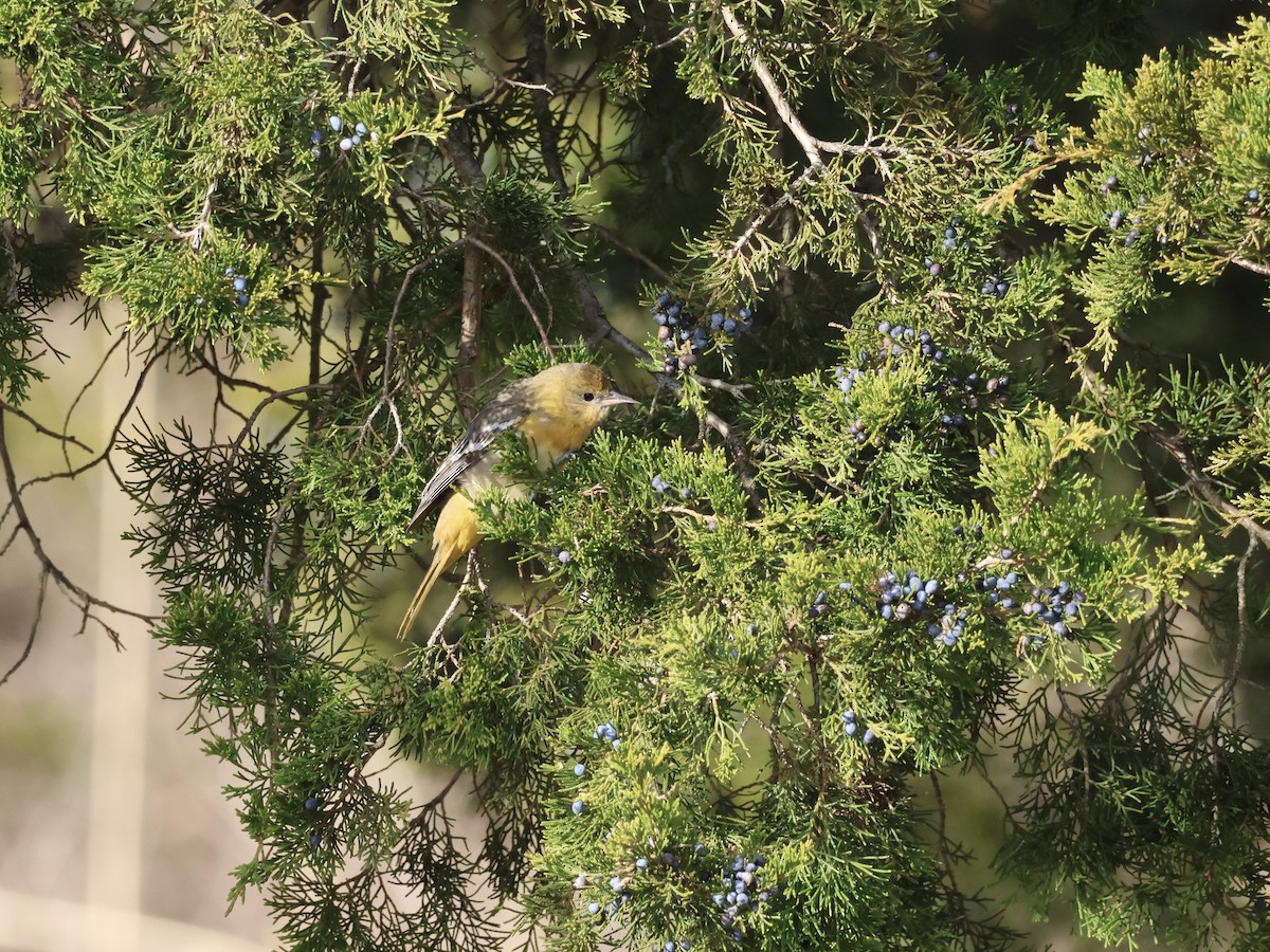 Балтиморский трупиал - ML646866511