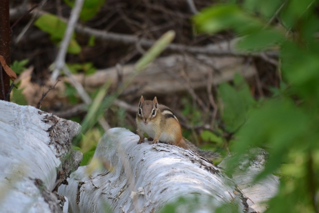 Eastern Chipmunk - ML646866512
