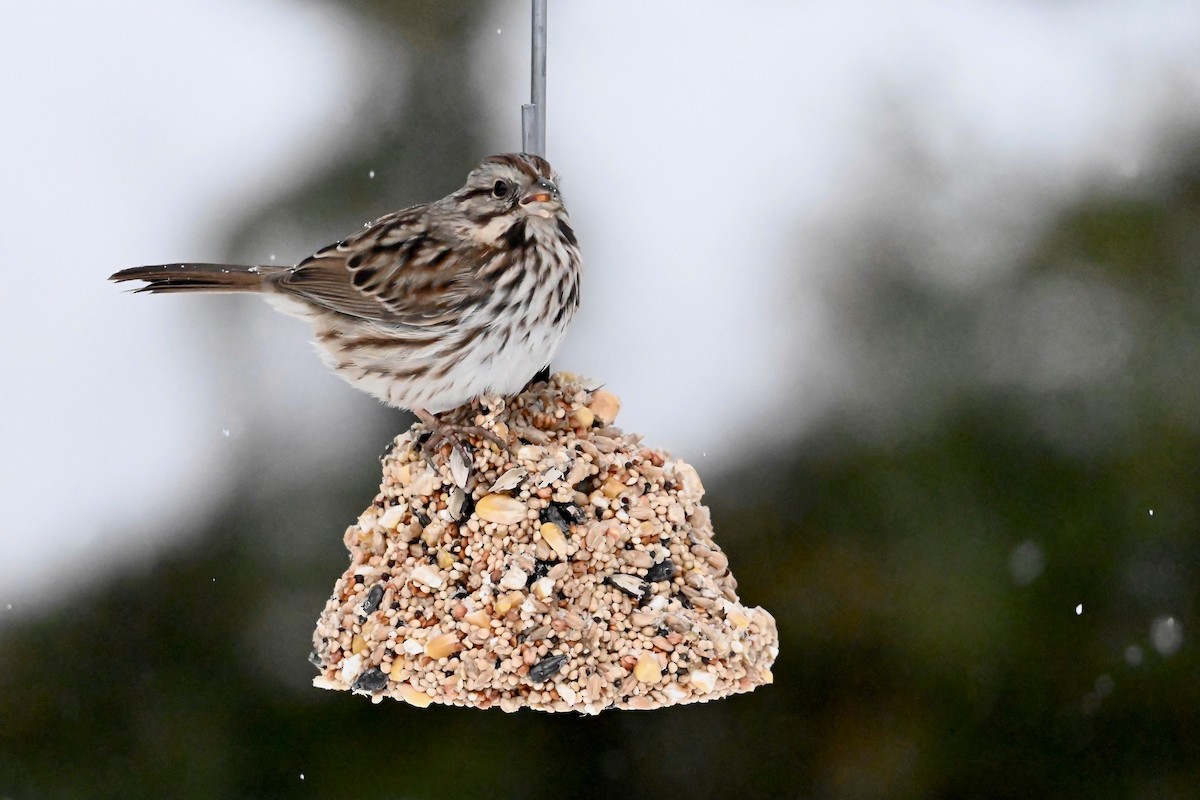 Певчая овсянка - ML646866513