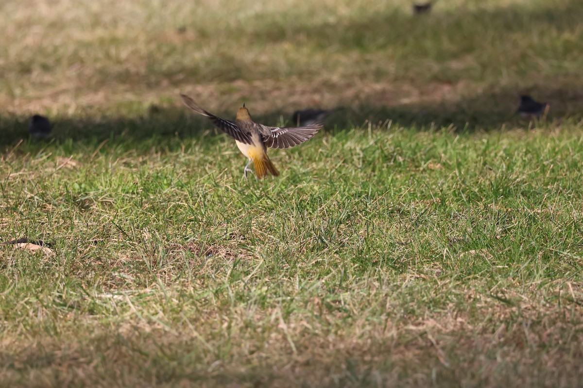 Балтиморский трупиал - ML646866514