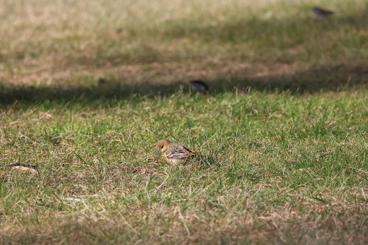 Балтиморский трупиал - ML646866515