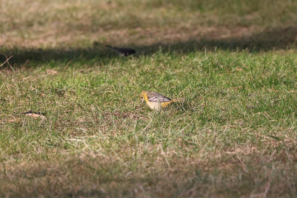 Балтиморский трупиал - ML646866516