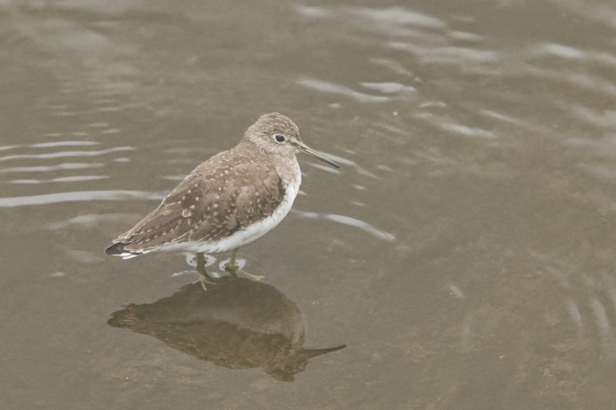 Улит-отшельник - ML646866517