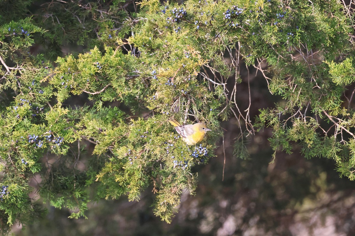 Балтиморский трупиал - ML646866518