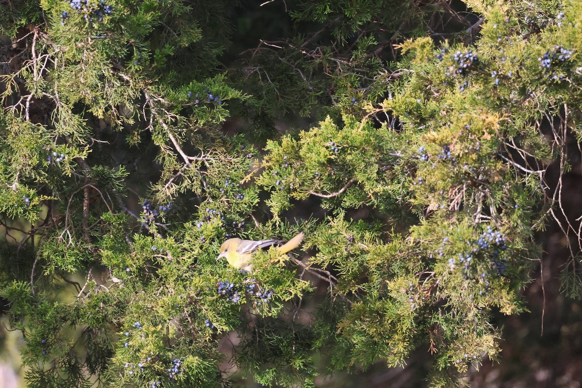 Балтиморский трупиал - ML646866519