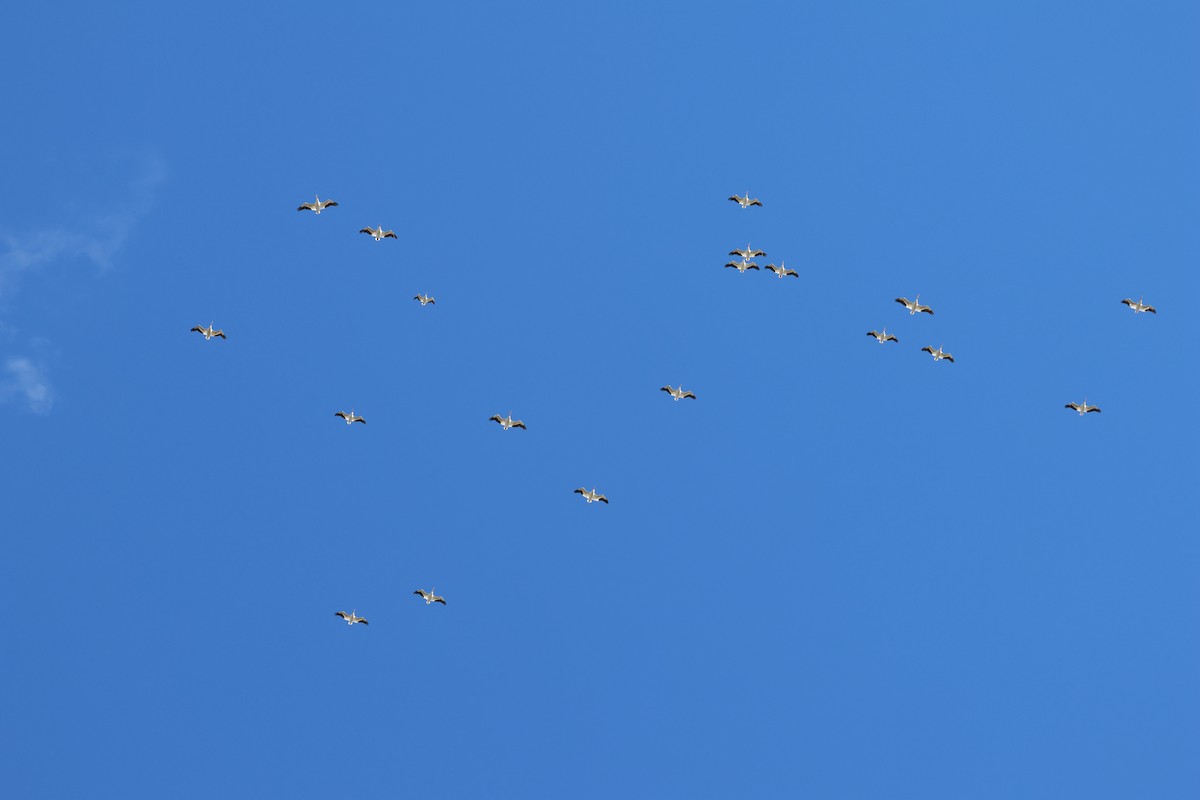 Пеликан-носорог - ML646866520