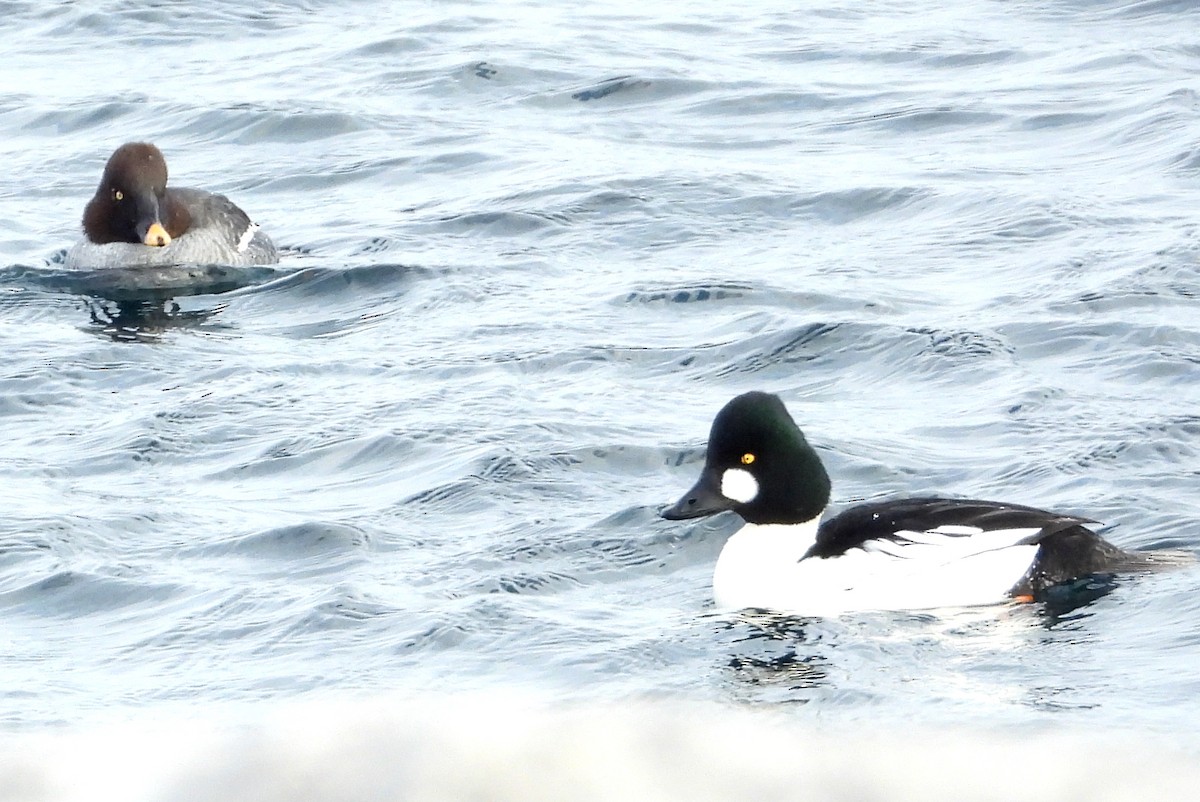 Гоголь - ML646866521