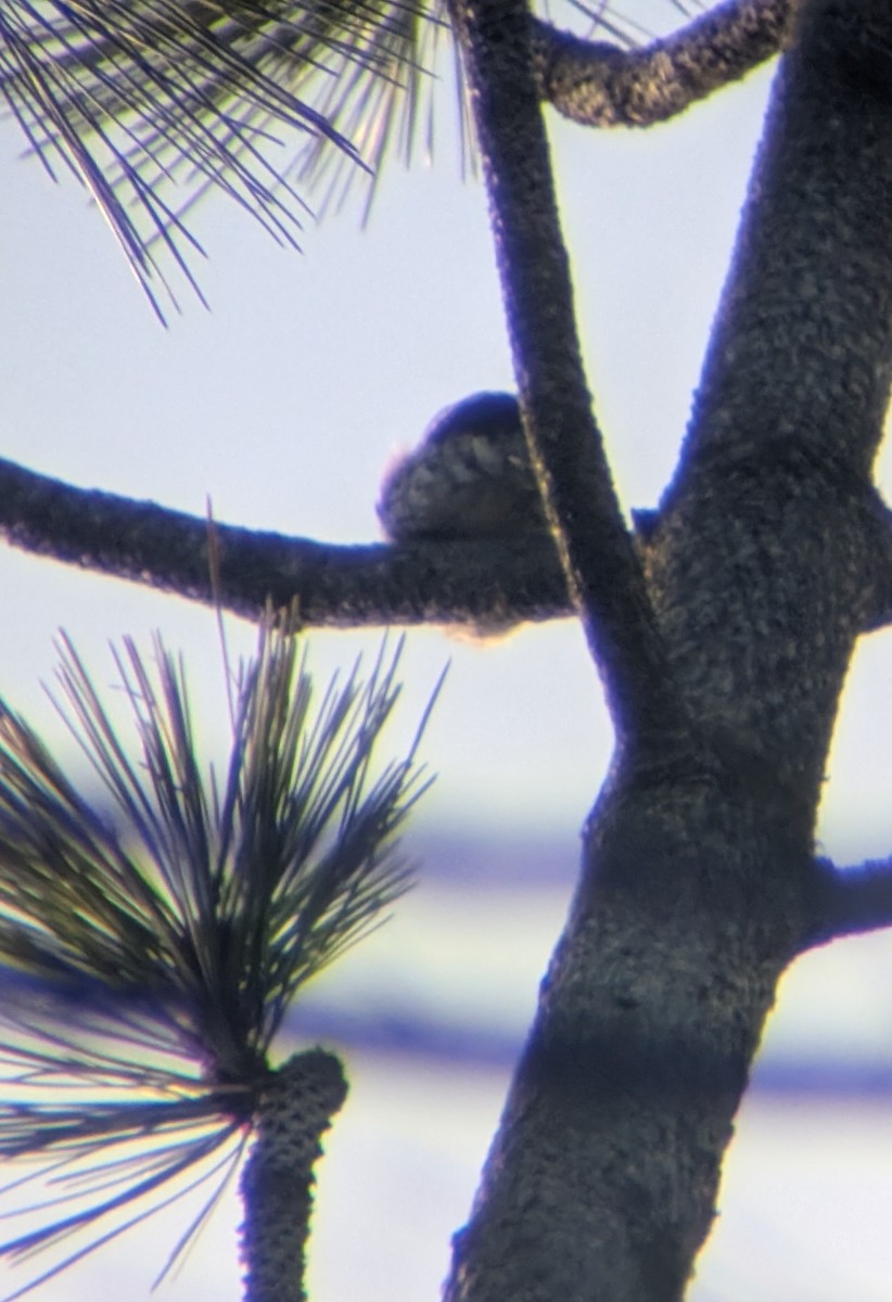 Сычик-гном - ML646866522