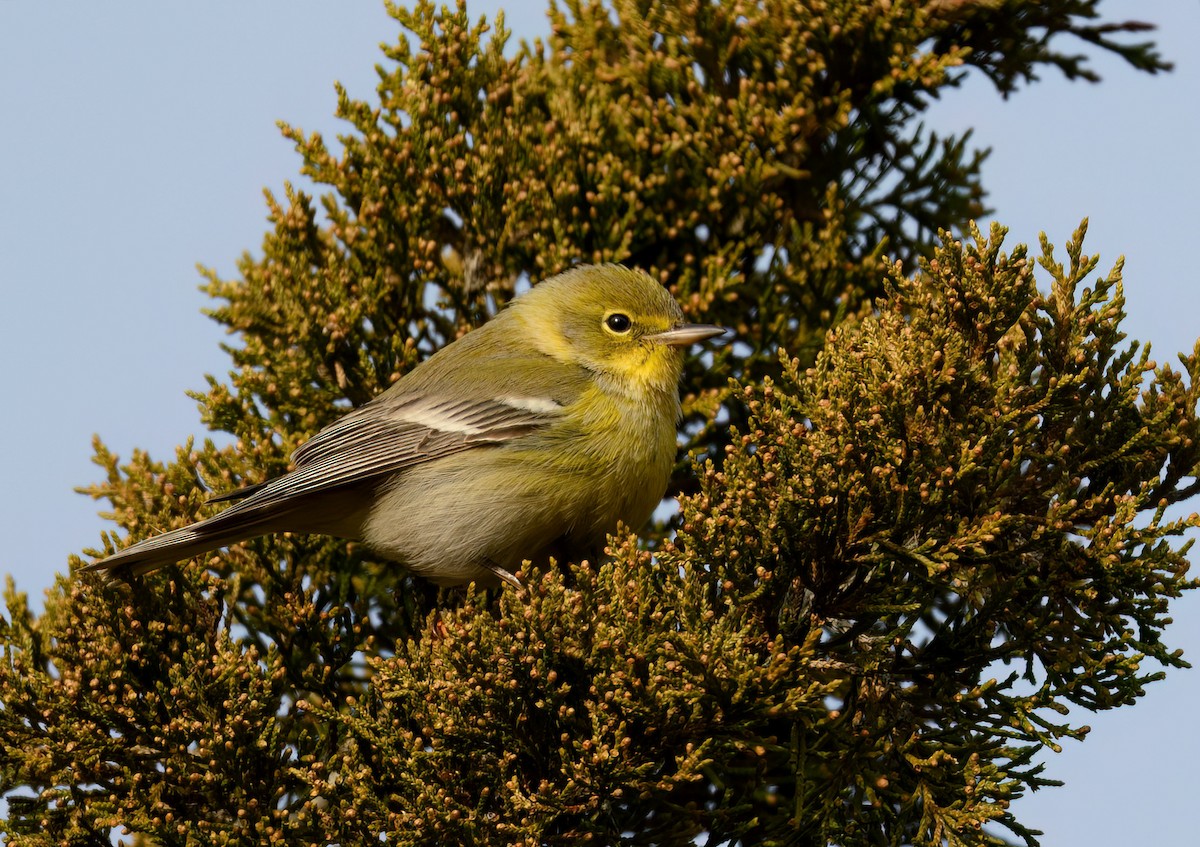 Сосновая древесница - ML646866523