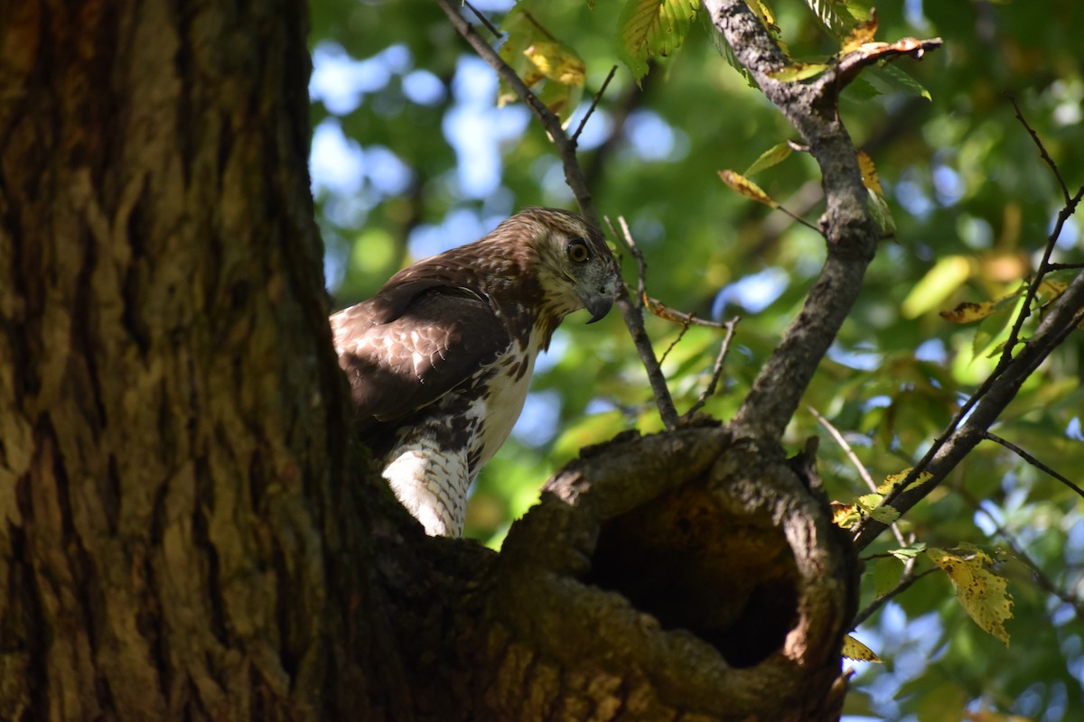 Краснохвостый канюк - ML646866524