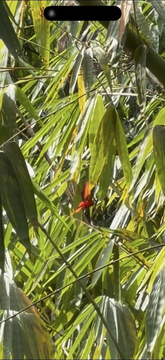 Огненный личинкоед - ML646866525