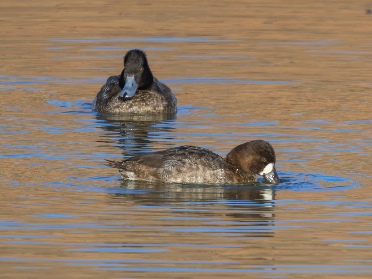 polák vlnkovaný - ML646866526