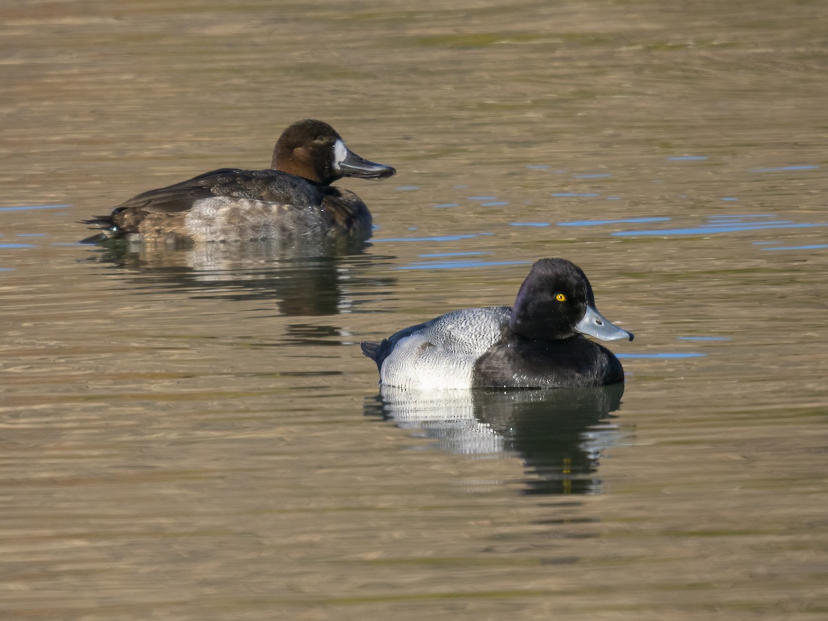 polák vlnkovaný - ML646866527