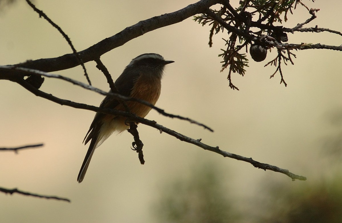 Скальная тираннита - ML646866529