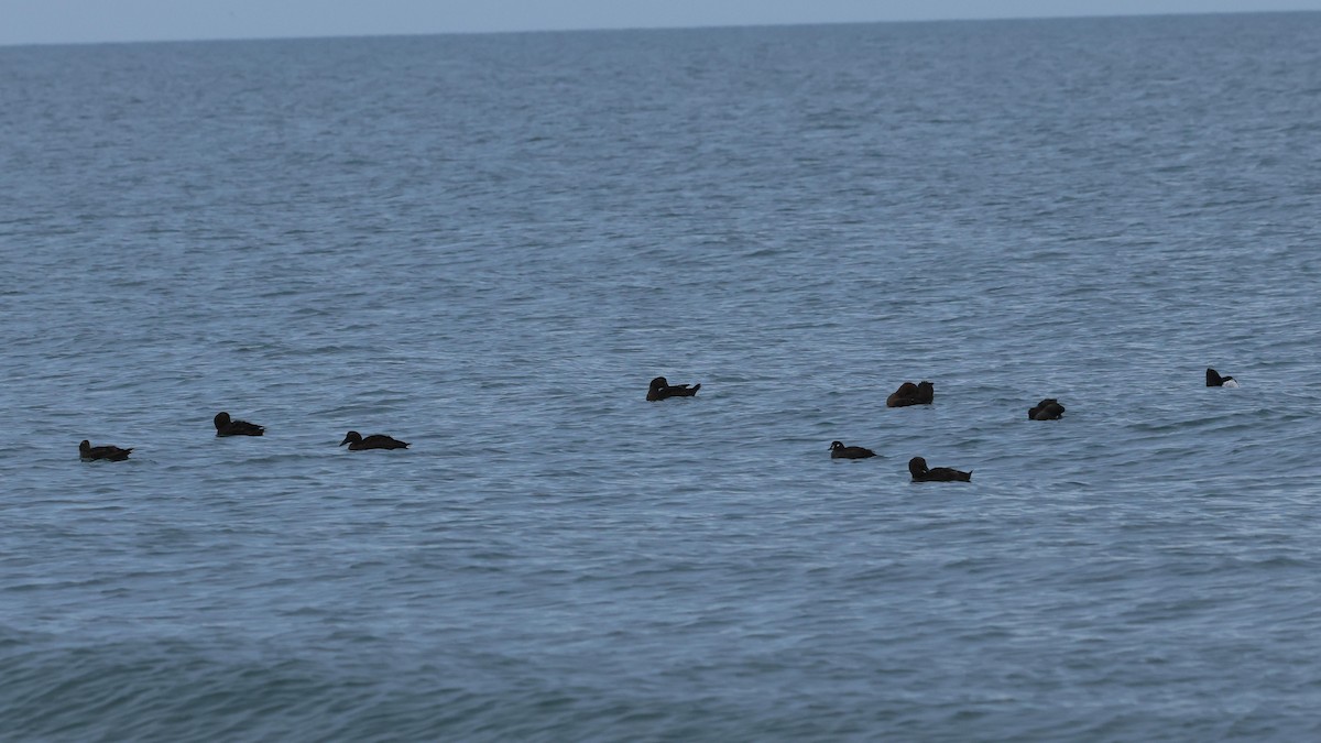 ærfugl - ML646866530