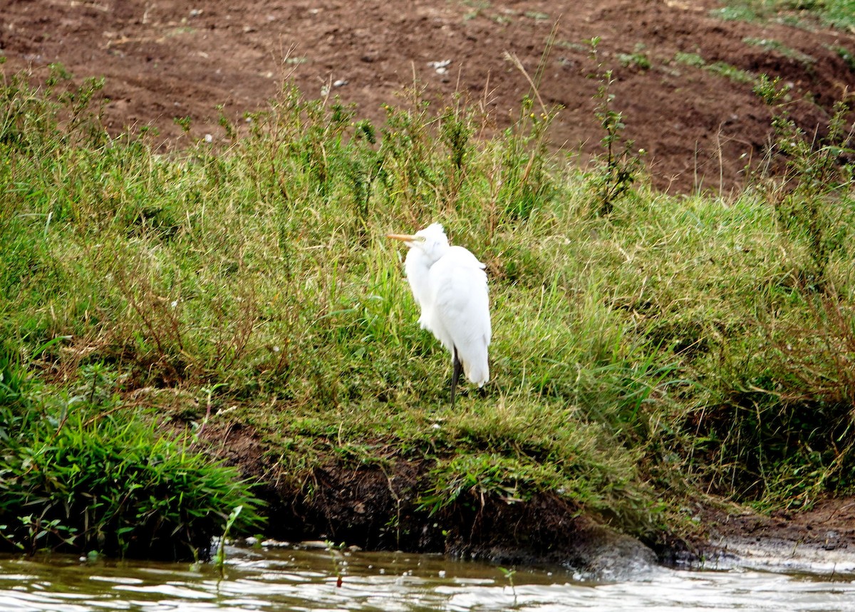 Египетская цапля - ML646866532