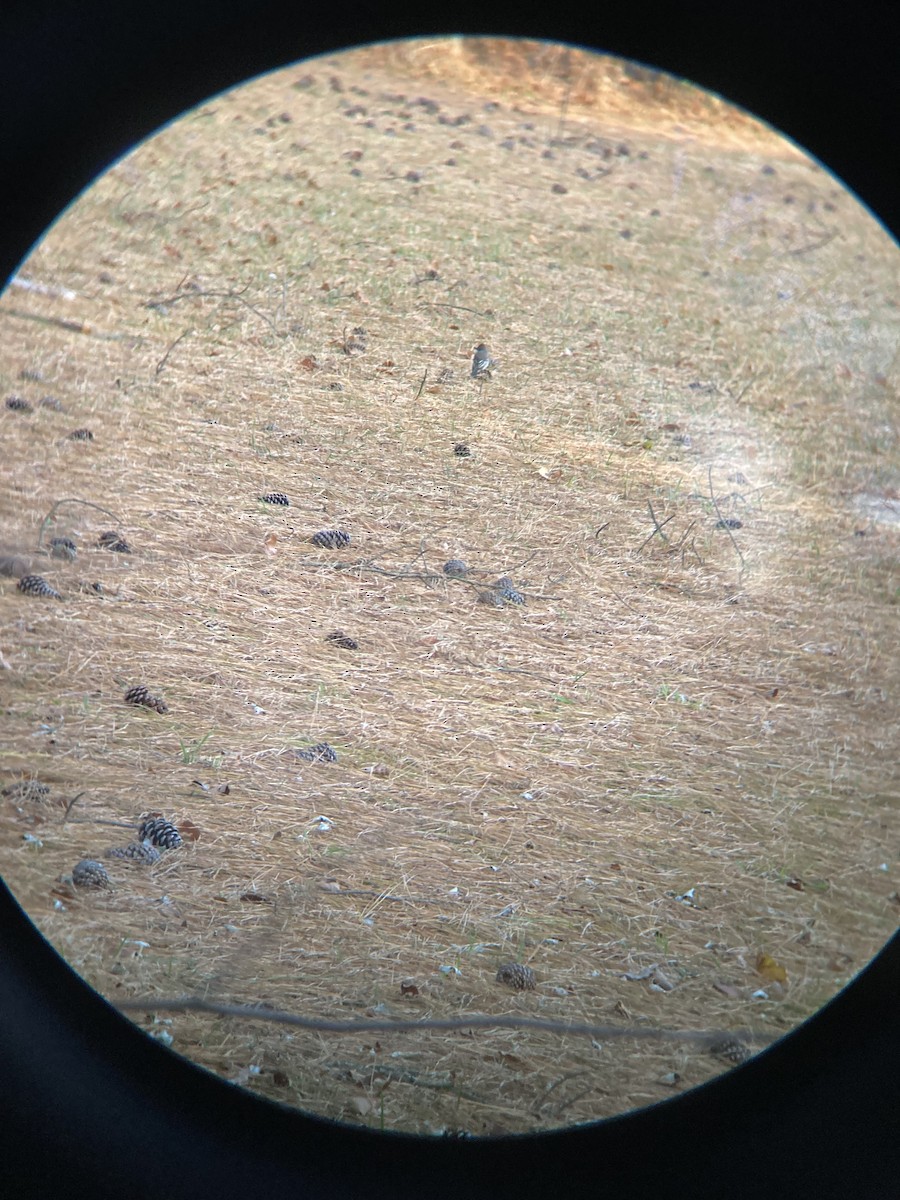 Ash-throated Flycatcher - ML646866533