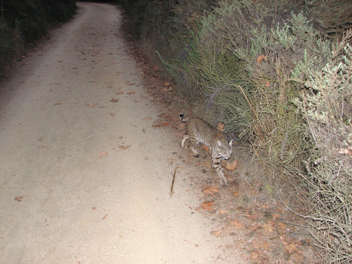 Animals - ML646866534