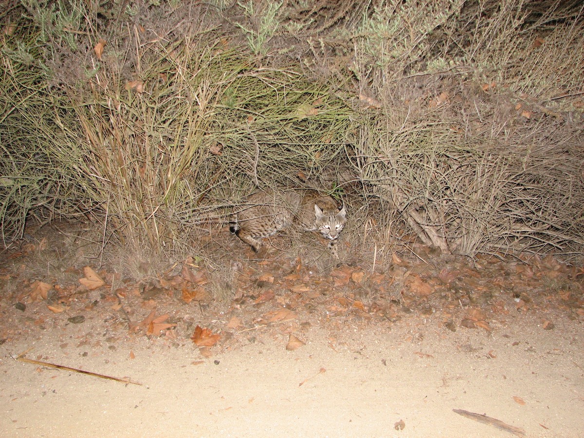 Animals - ML646866535