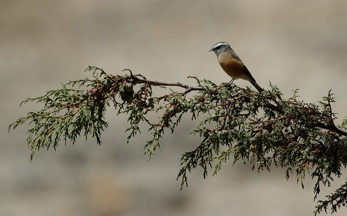Скальная тираннита - ML646866536