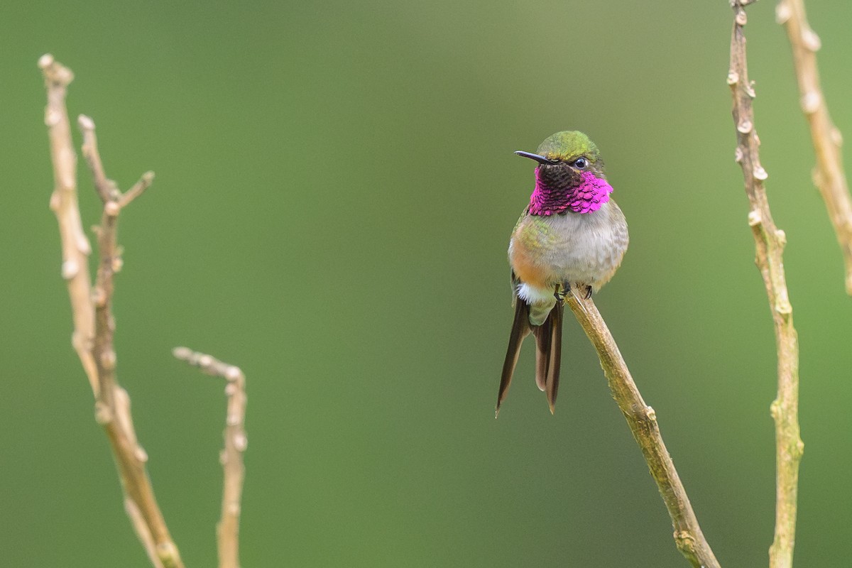 Аметистовый эльф - ML646866537