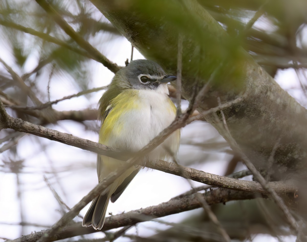 Сероголовый виреон - ML646866539