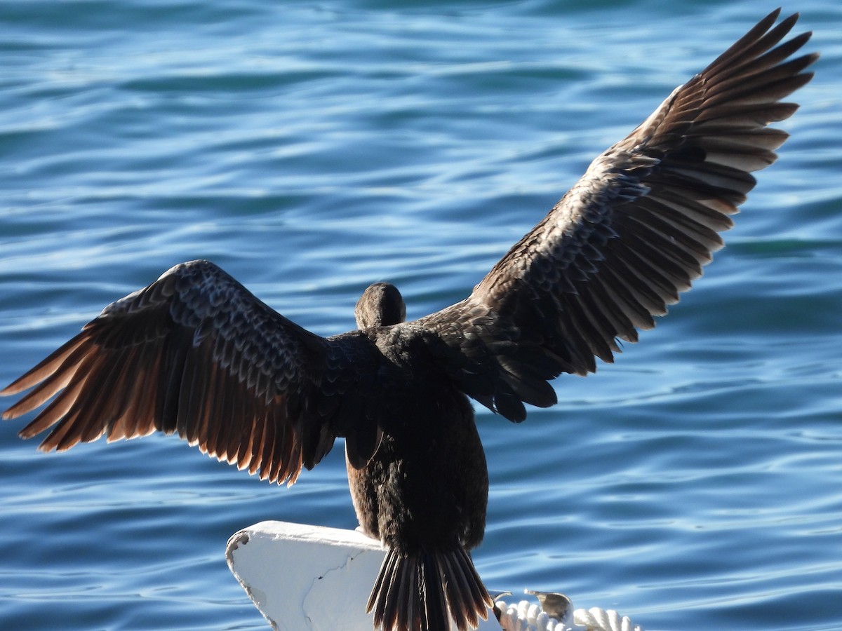 Хохлатый баклан - ML646866540