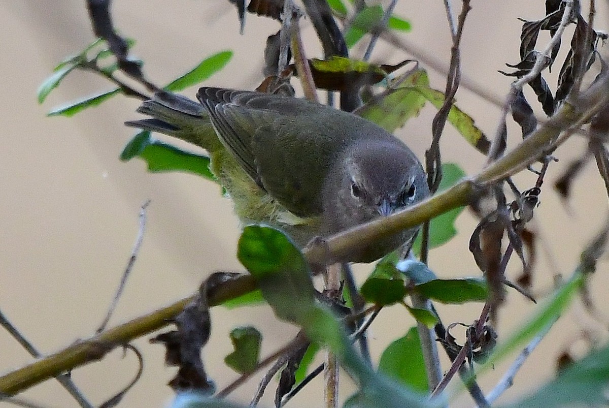 Рыжешапочная древесница - ML646866543