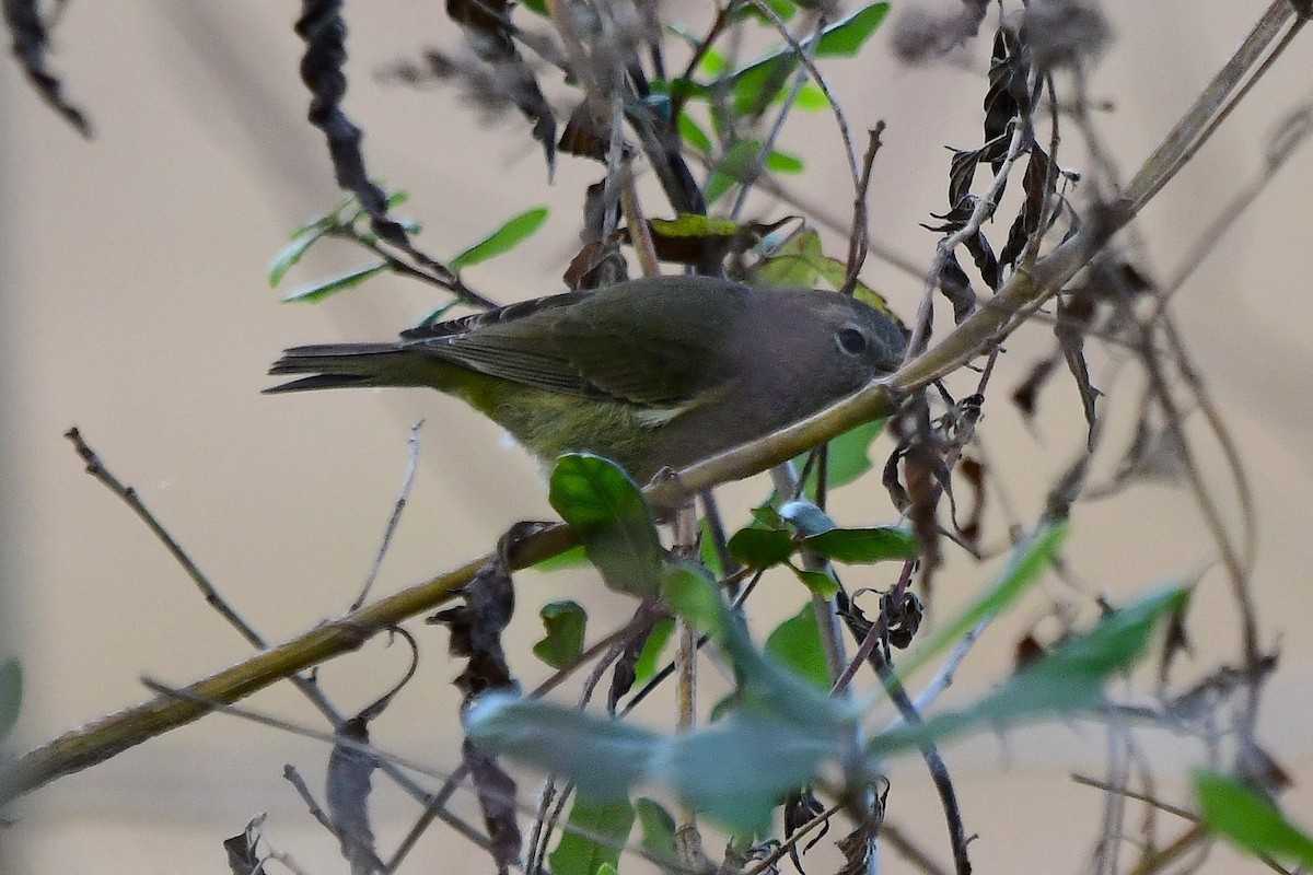 Рыжешапочная древесница - ML646866544