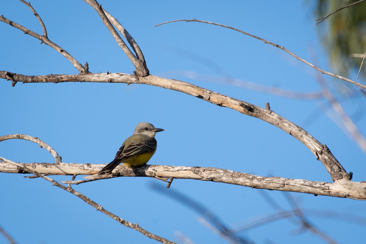 Tropical Kingbird - ML646866545